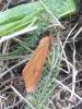 Diacrisia sannio